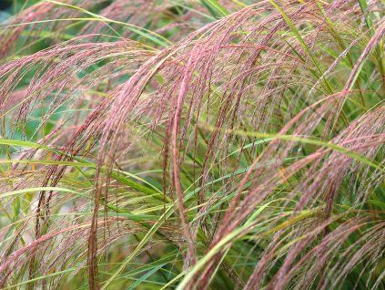 Kavyl arundinacea 'Pheasant' - Stipa arundinacea 'Pheasant'  Stipa arundinacea
