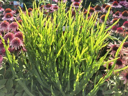Pomíšenka 'Green Coral' - Baccharis trimera 'Green Coral'  Baccharis trimera 'Green Coral'