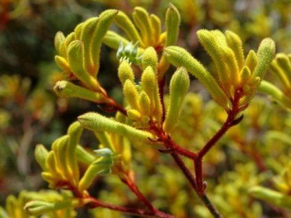 Klokanka mix  Anigozanthos Exclusive mix