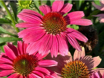 Třapatka Sunmagic 'Watermelon Dark Pink' - Echinacea Sunmagic 'Watermelon Dark Pink'  Echinacea 'Sunmagic Watermelon Dark Pink'