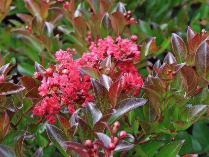 Lagerstroémie 'Enduring Summer Red'  Lagerstroemia indica 'Enduring Summer Red'