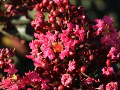 Lagerstroémie 'Coral Magic'  Lagerstroemia indica 'Coral Magic'