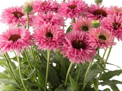 Třapatka nachová 'Bolero Pink' - Echinacea purpurea 'Bolero Pink'  Echinacea purpurea 'Bolero Pink'