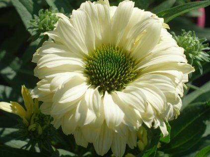 Třapatka nachová 'Bolero Yellow' - Echinacea purpurea 'Bolero Yellow'  Echinacea purpurea 'Bolero Yellow'