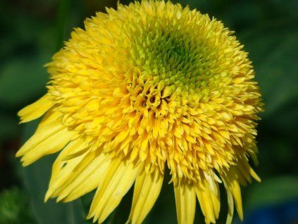 Třapatka 'Cara Mia™ Yellow' - Echinacea 'Cara Mia™ Yellow'  Echinacea 'Cara Mia™ Yellow'