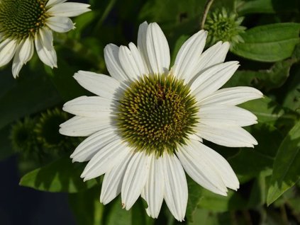 Třapatka 'Kismet® White' - Echinacea 'Kismet® White'  Echinacea 'Kismet® White'