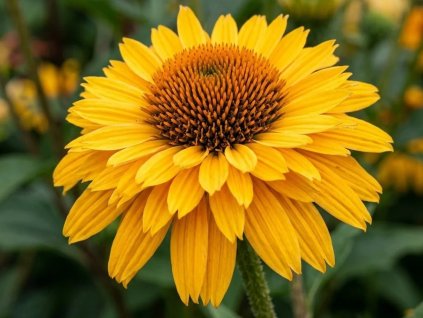goldem sun 1