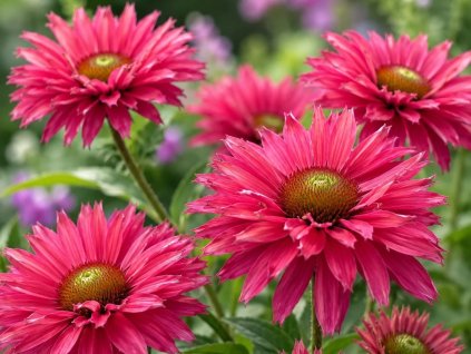 Třapatka 'SunSeekers Pink Grapefruit'- Echinacea 'SunSeekers Pink Grapefruit'  Echinacea 'SunSeekers Pink Grapefruit'