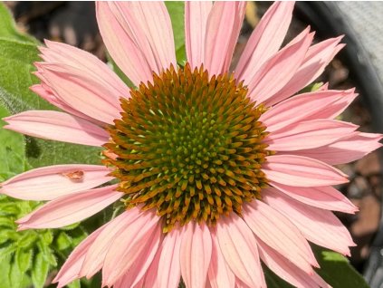 Třapatka 'Sunseekers Salmon' - Echinacea 'Sunseekers Salmon'  Echinacea 'Sunseekers Salmon'