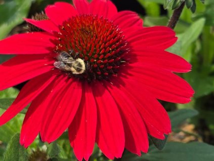Třapatka nachová 'SunMagic Vintage Hot Red' - Echinacea 'SunMagic Vintage Hot Red'  Echinacea 'SunMagic Vintage Hot Red'
