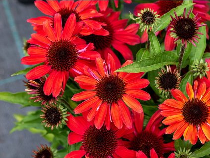 Třapatka nachová 'SunMagic Vintage Ruby' - Echinacea 'SunMagic Vintage Ruby'  Echinacea 'SunMagic Vintage Ruby'
