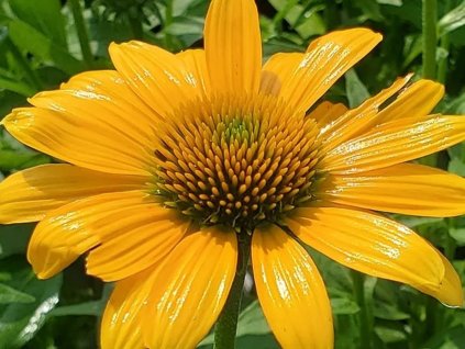 Třapatka nachová 'SunMagic Vintage Yellow' - Echinacea 'SunMagic Vintage Yellow'  Echinacea 'SunMagic Vintage Yellow'