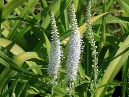 Rozrazil klasnatý 'Icicle' - Veronica spicata 'Icicle'  Veronica spicata 'Icicle'