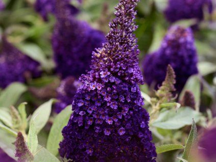 Komule Davidova Butterfly Candy 'Little Blackberry'®  Buddleja davidii Butterfly Candy 'Little Blackberry'®