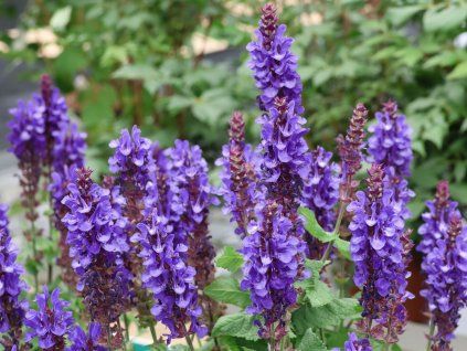 Šalvěj hajní 'Marvel Dark Blue' - Salvia nemorosa 'Marvel Dark Blue'  Salvia nemorosa 'Ostfriesland'