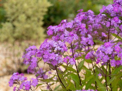 Plaménka latnatá 'Koningin Paola' - Phlox paniculata 'Koningin Paola'  Phlox paniculata 'Koningin Paola'