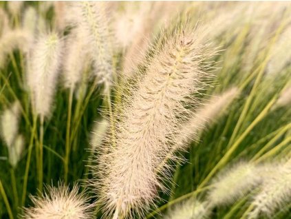 Dochan psárkovitý 'Neon Lights' - Pennisetum alopecuroides 'Neon Lights'  Pennisetum alopecuroides 'Neon Lights'
