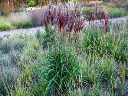 Ozdobnice čínská 'Piccolo Rubino' - Miscanthus sinensis 'Piccolo Rubino'  Miscanthus sinensis 'Piccolo Rubino'
