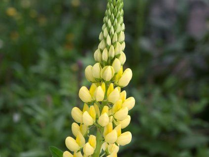 Lupina 'Yellow Shades'  Lupinus 'Yellow Shades'