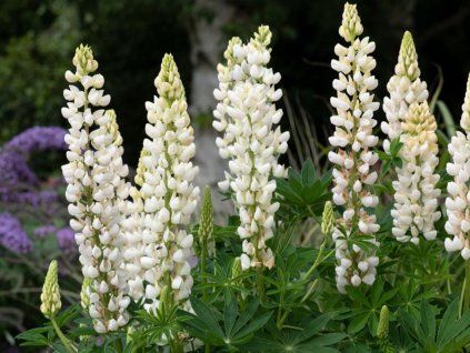 Lupina 'White Shades'  Lupinus 'White Shades'