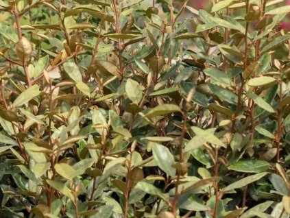 Hlošina Ebbingeova 'Taneo'  Elaeagnus x ebbingei 'Taneo'