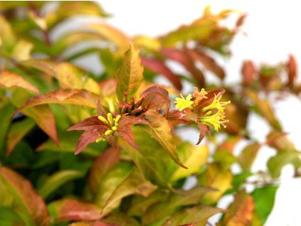Zanice 'Magical Firefly'  Diervilla 'Magical Firefly'