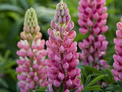 Lupina 'Rose Shades'  Lupinus 'Rose Shades'