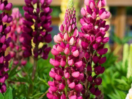 Lupina 'Red Shades'  Lupinus 'Red Shades'