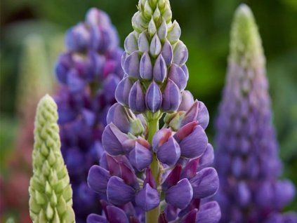 Lupina 'Blue Shades'  Lupinus 'Blue Shades'