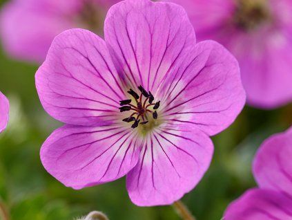 Kakost 'Kelly Anne' - Geranium 'Kelly Anne'  Geranium 'Kelly Anne'