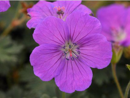 Kakost 'Purple Glow' - Geranium sanguineum 'Purple Glow'  Geranium sanguineum 'Purple Glow'