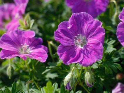 Kakost krvavý 'Frivolius Rose' - Geranium sanguineum 'Frivolius Rose'  Geranium sanguineum 'Frivolius Rose'