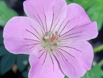 Kakost krvavý 'Frivolius Pink' - Geranium sanguineum 'Frivolius Pink'  Geranium sanguineum 'Frivolius Pink'
