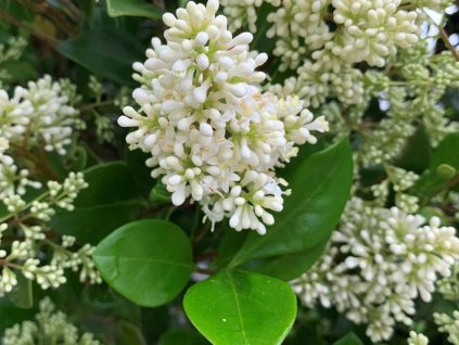 Ptačí zob japonský 'Texanum'  Ligustrum japonicum 'Texanum'