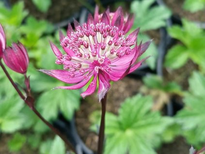 Jarmanka větší 'Astra red' - Astrantia major 'Astra red'  Astrantia major 'Astra red'