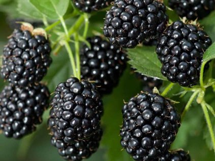 Ostružiník křovitý 'Magical Joy'  Rubus fruticosus 'Magical Joy'