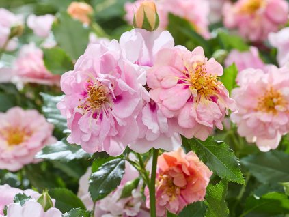 Růže 'Amirose'  Rosa 'Amirose'
