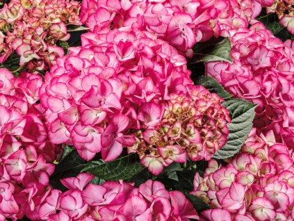 Hortenzie velkolistá 'Code Rosé Pink'®  Hydrangea macrophylla 'Chocolate'
