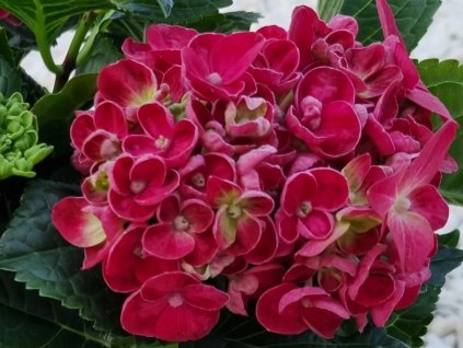 Hortenzie velkolistá Hy-Pe Unique 'Curly Wurly Red'  Hydrangea macrophylla Hy-Pe Unique 'Curly Wurly Pink'