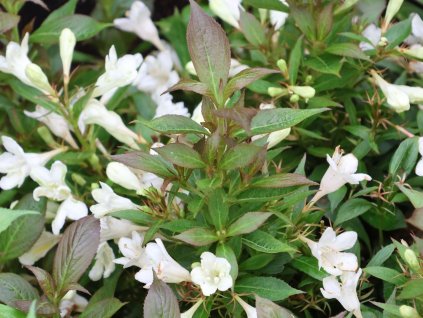 Vajgélie 'Picobella Bianco'  Weigela 'Picobella Bianco'