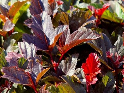 Tavola kalinolistá 'André'  Physocarpus opulifolius 'André'