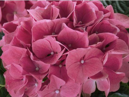 Hortenzie velkolistá 'HI Canal'  Hydrangea macrophylla 'HI Canal'