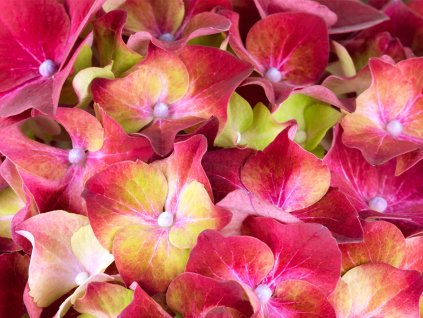 Hortenzie velkolistá 'HI Volcano'  Hydrangea macrophylla 'HI Volcano'