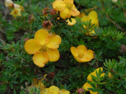 Mochna křovitá 'Annette'  Potentilla/Dasiphora fruticosa 'Annette'