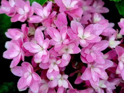 Hortenzie velkolistá 'Magical Farfalla'®  Hydrangea macrophylla 'Magical Farfalla'®