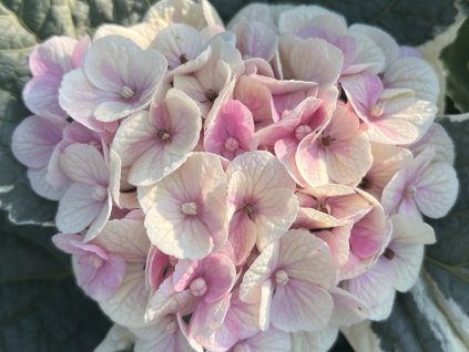 Hortenzie velkolistá 'Magical Party Time'®  Hydrangea macrophylla 'Magical Party Time'®
