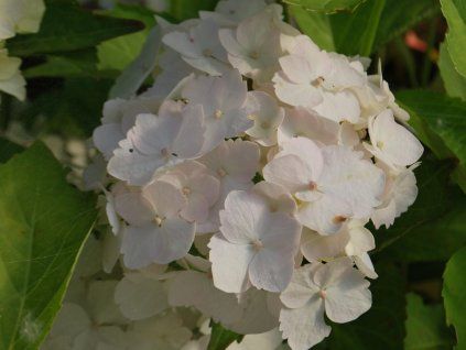 Hortenzie velkolistá 'Mme Emile Mouillère'  Hydrangea macrophylla 'Mariesii Perfecta'