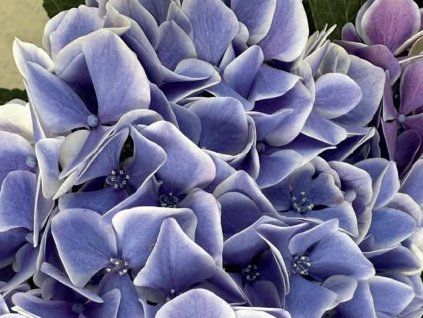 Hortenzie velkolistá 'My Beautiful™Diva'  Hydrangea macrophylla 'My Beautiful™Diva'