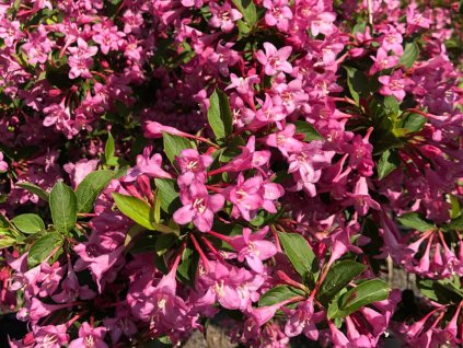 Vajgélie květnatá 'Pink Princess'  Weigela 'Pink Princess'