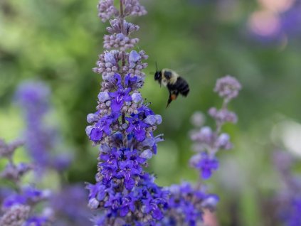 Drmek obecný  'Queen Bee'  Vitex agnus-castus  'Queen Bee'